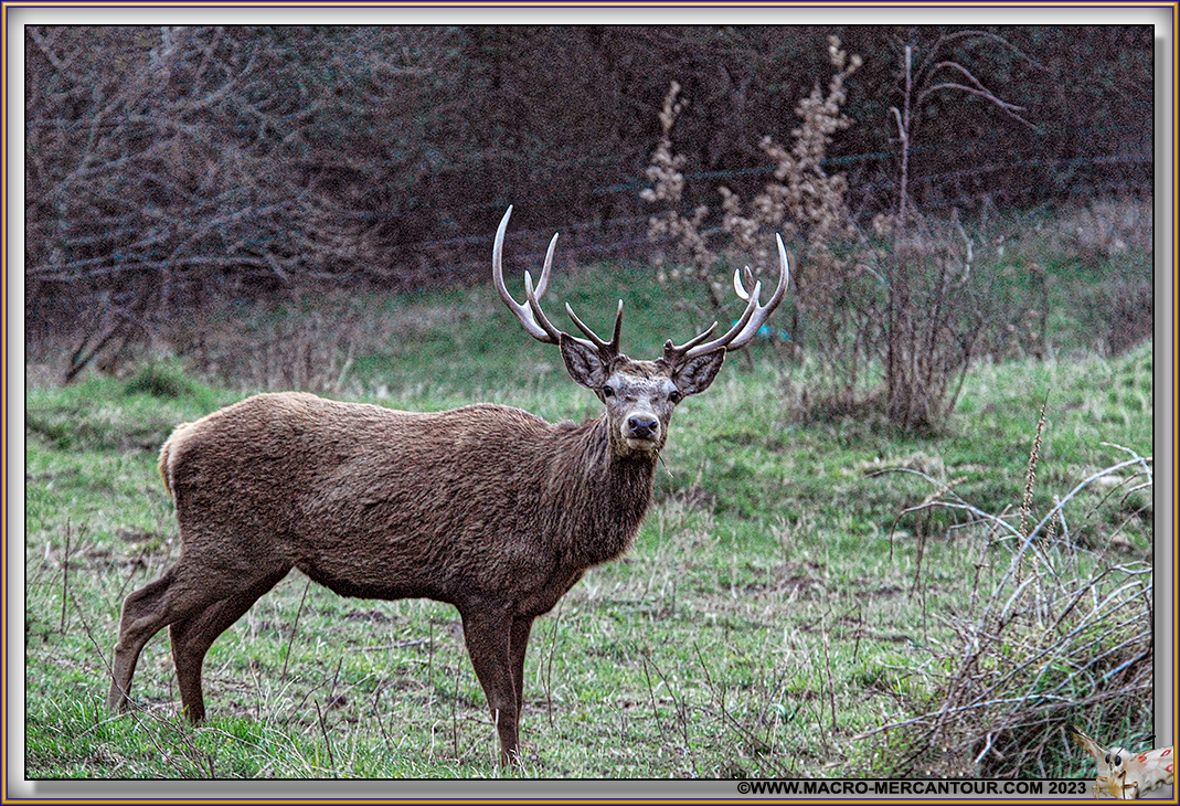 CERF